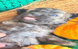 Poochon dogs for sale: READY FOR HER NEW PAW PACK  - Advert 11