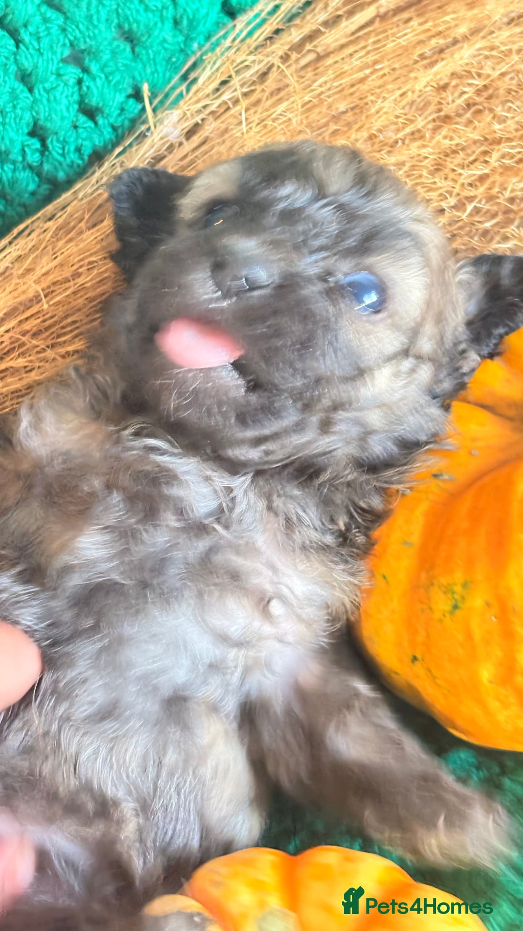 Poochon dogs for sale: READY FOR HER NEW PAW PACK  - Advert 11