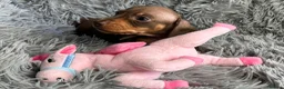 Miniature Dachshund dogs for sale: KC reg, PRA Clear Beautiful Natured Pups - Advert 32