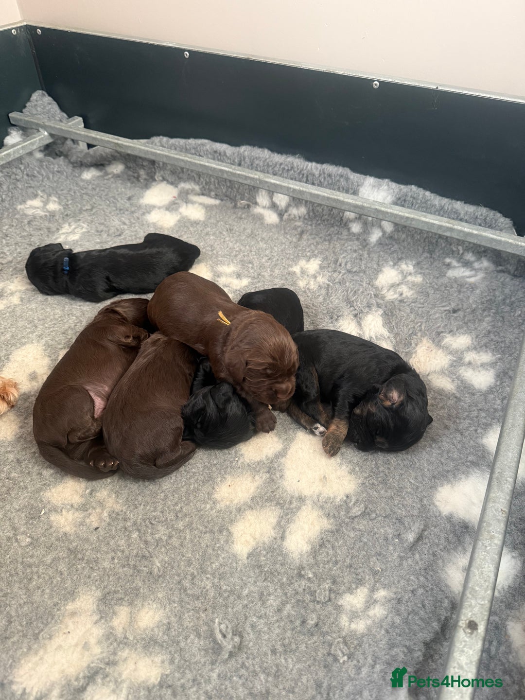 Cocker Spaniel dogs for sale: Cocker Spaniel Puppies - Image 24
