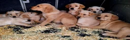 Goldador dogs for sale: Goldador puppies - Advert 9