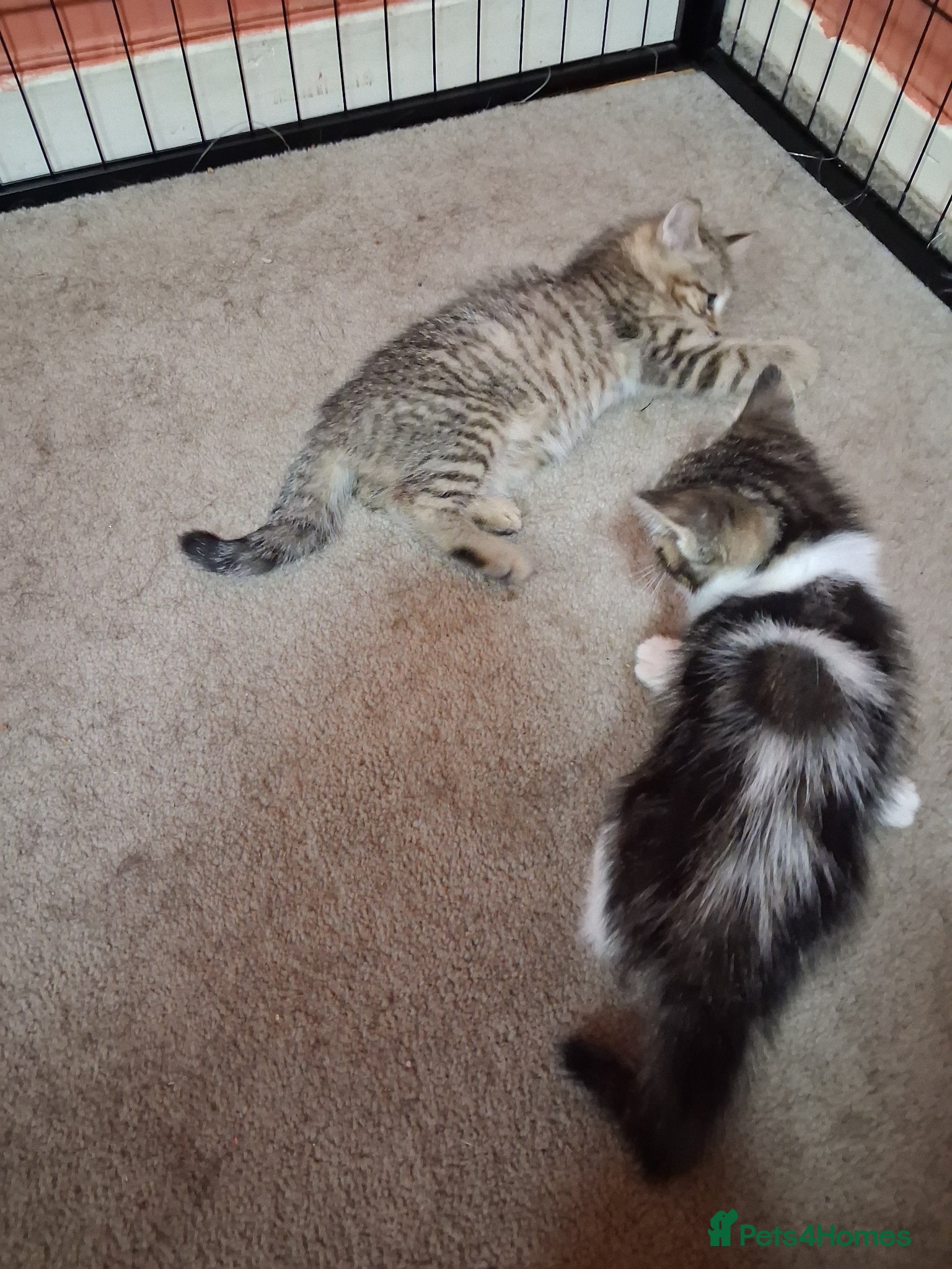 Ragcoon cats 4 beautiful ragdoll cross bengal mix kittens - Advert 1