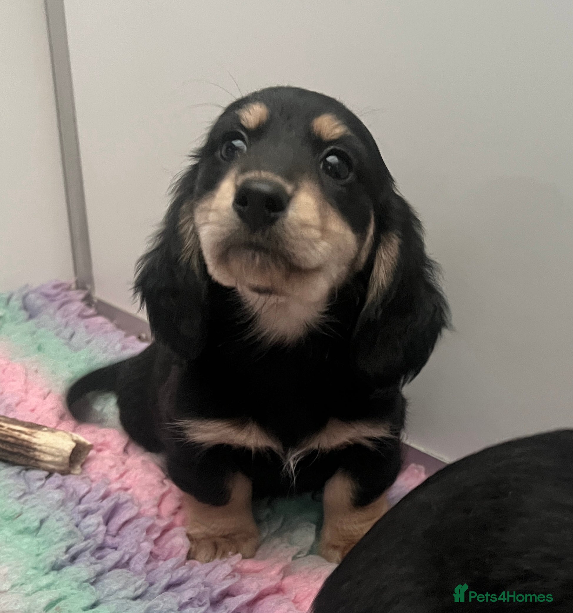 Miniature Dachshund dogs KC Reg, fully vacc. Nora Batty legged puppies  - Advert 5
