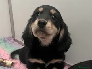 Miniature Dachshund dogs KC Reg, fully vacc. Nora Batty legged puppies - Advert 2