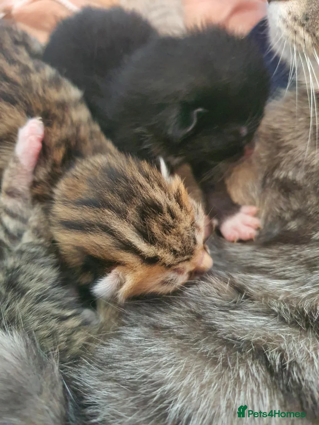 British Shorthair cats for sale: Last male kitten - Advert 7