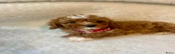 Cavapoo dogs for sale:  Toy Cavapoo health tested f1b ready to go  - Advert 6