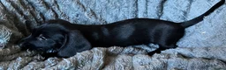 Mixed Breed dogs for sale: Gorgeous cheeky daxi x pups  - Advert 26