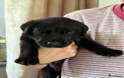 Labrador Retriever dogs for sale: Working Labrador Retriever Puppies - Image 9