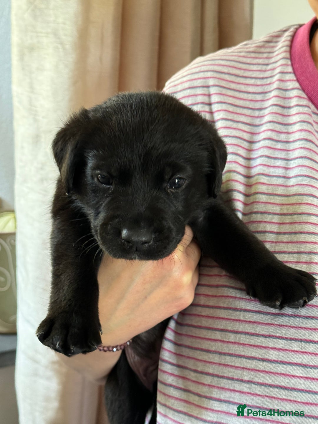 Labrador Retriever dogs for sale: Working Labrador Retriever Puppies - Image 9