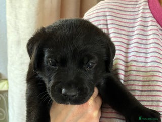 Labrador Retriever dogs - Advert 35