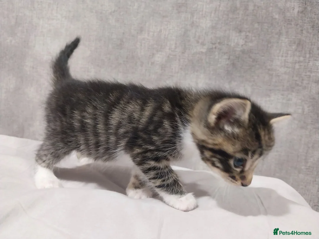 Mixed Breed cats for sale: Stunning kittens available in 4 weeks time.  - Advert 8