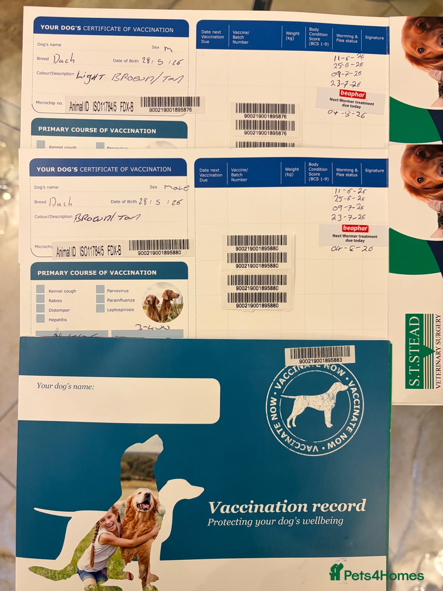 Miniature Dachshund dogs Dachshund 1 beautiful Boy still available - Advert 2