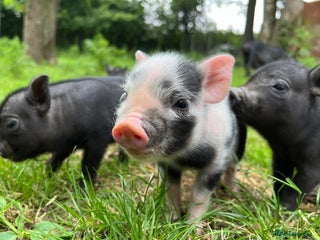 Pig livestock Micro/ Miniature Pigs 🐷 - Advert 1