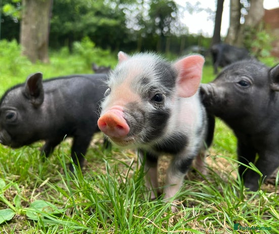 Pig livestock Micro/ Miniature Pigs 🐷 - Advert 1