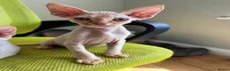 Devon Rex cats for sale: Stunning GCCF Devon Rex kittens.  - Advert 8