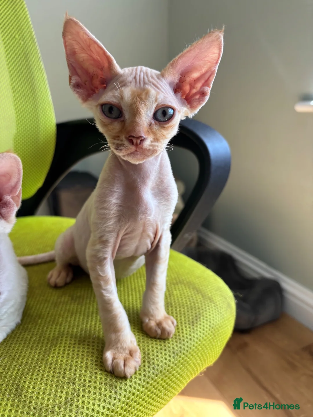 Devon Rex cats for sale: Stunning GCCF Devon Rex kittens.  - Advert 8