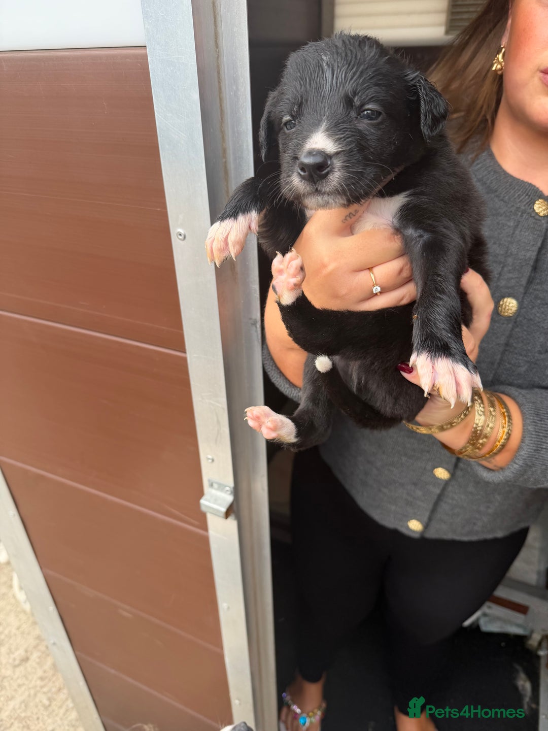 Saluki dogs for sale: Saluki pups - Image 6