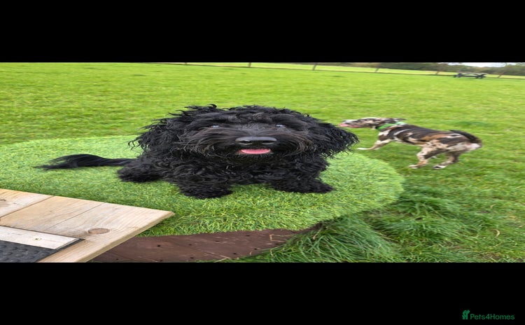 Doxiepoo dogs - Advert 7