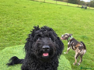 Doxiepoo dogs - Advert 16
