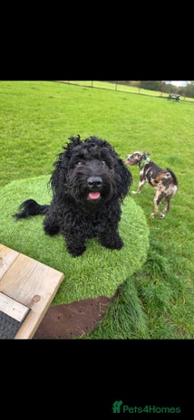 Doxiepoo dogs - Advert 2