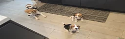 Beagle dogs for sale: 1 beautiful male beagle puppy in Leeds - Advert 4