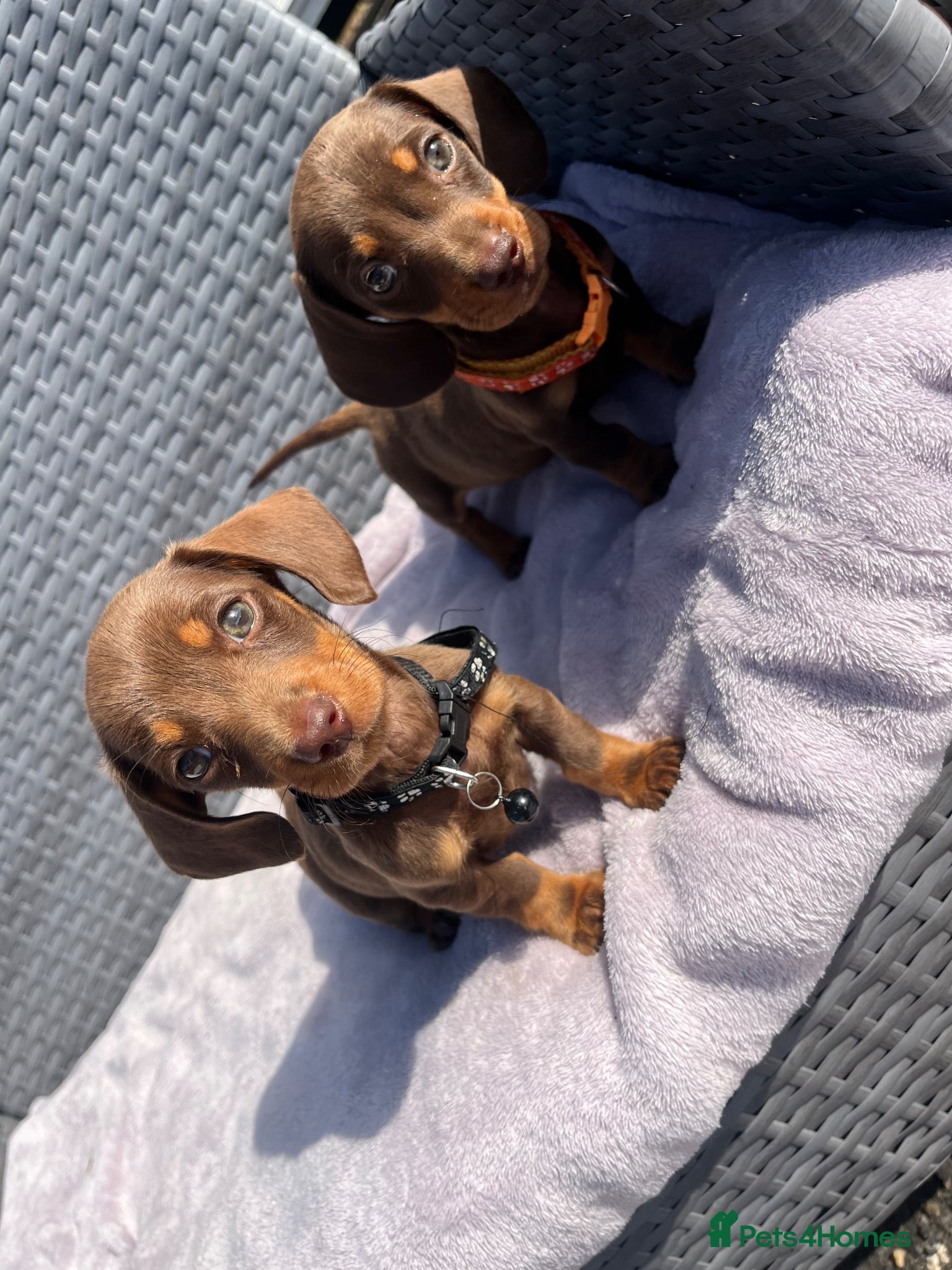 Miniature Dachshund dogs Miniature Dachshund  - Advert 1