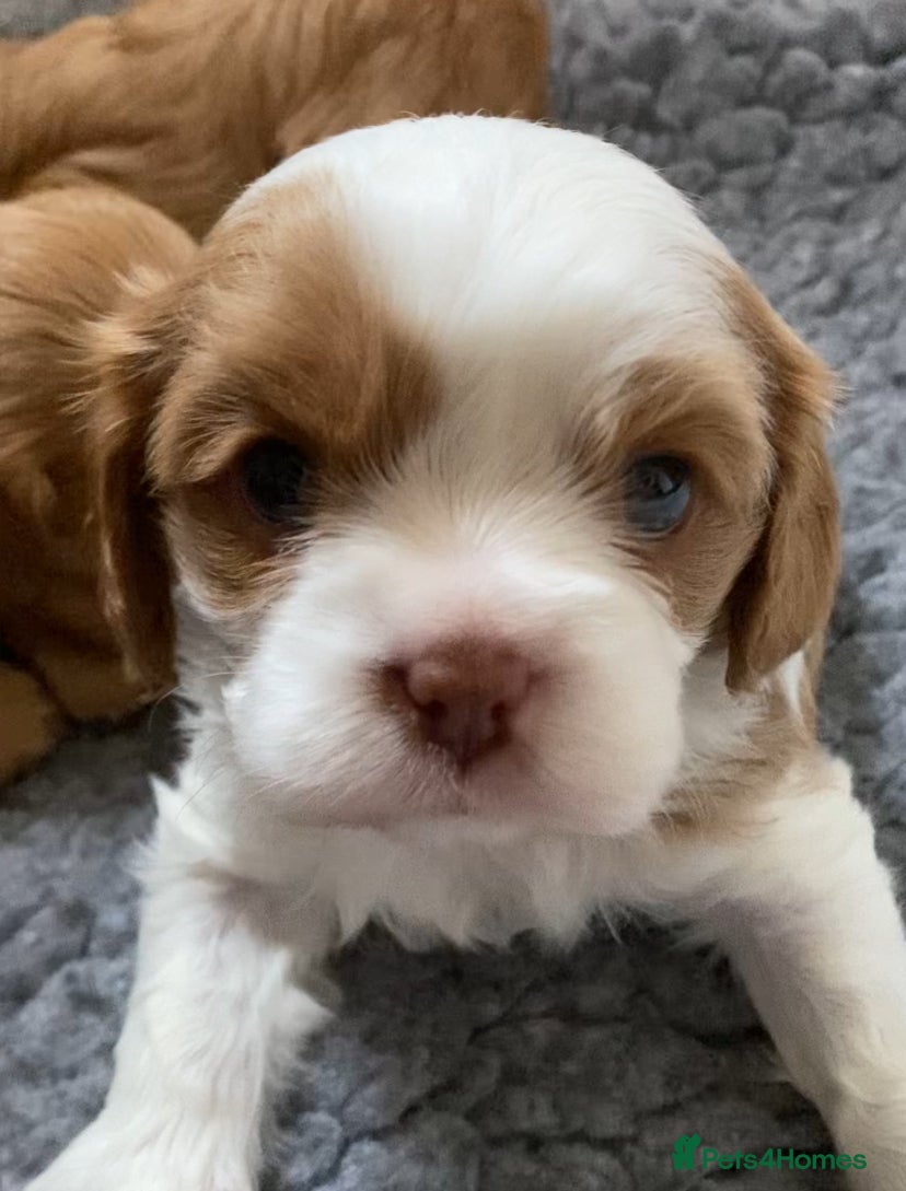 Cavalier King Charles Spaniel dogs Blenheim and Choc and Tan Boys  🤎  - Advert 11
