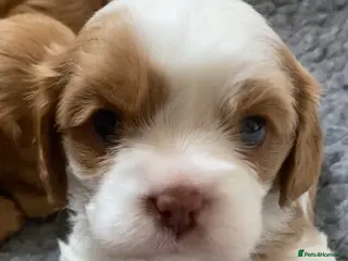 Cavalier King Charles Spaniel dogs Blenheim and Choc and Tan Boys 🤎 - Advert 11
