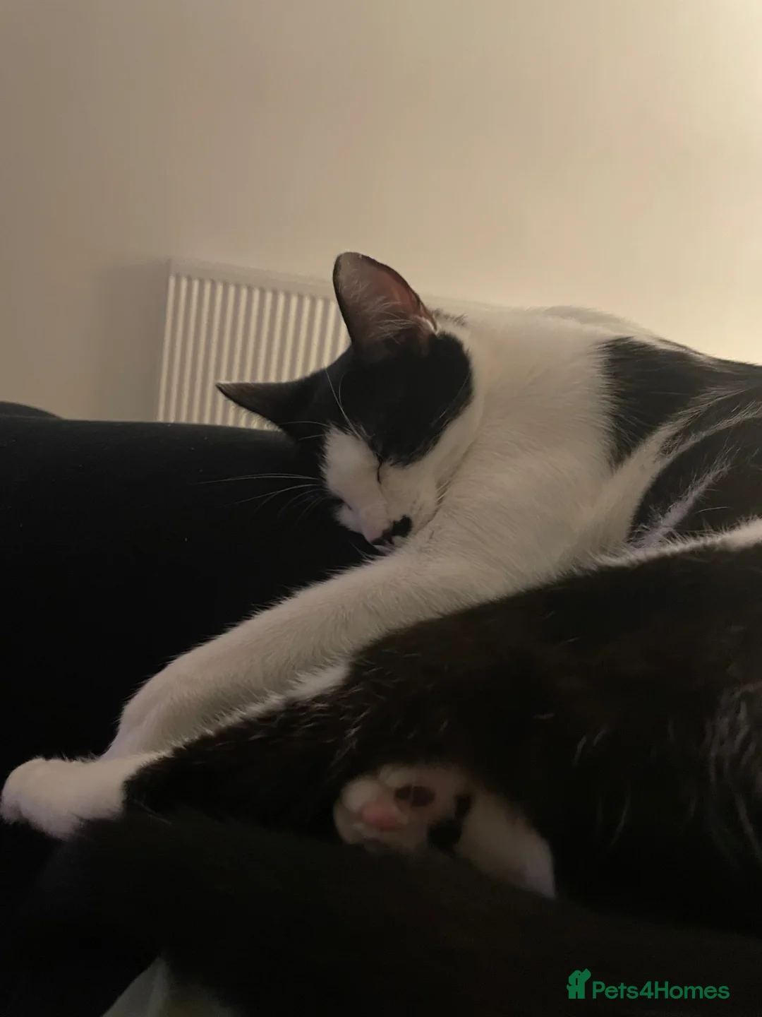 Mixed Breed cats for sale: Friendly family female cat - Pepper - Advert 6