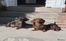 Miniature Dachshund dogs for sale: 🐾 Miniature Dachshund Puppies Available🐾 - Image 4