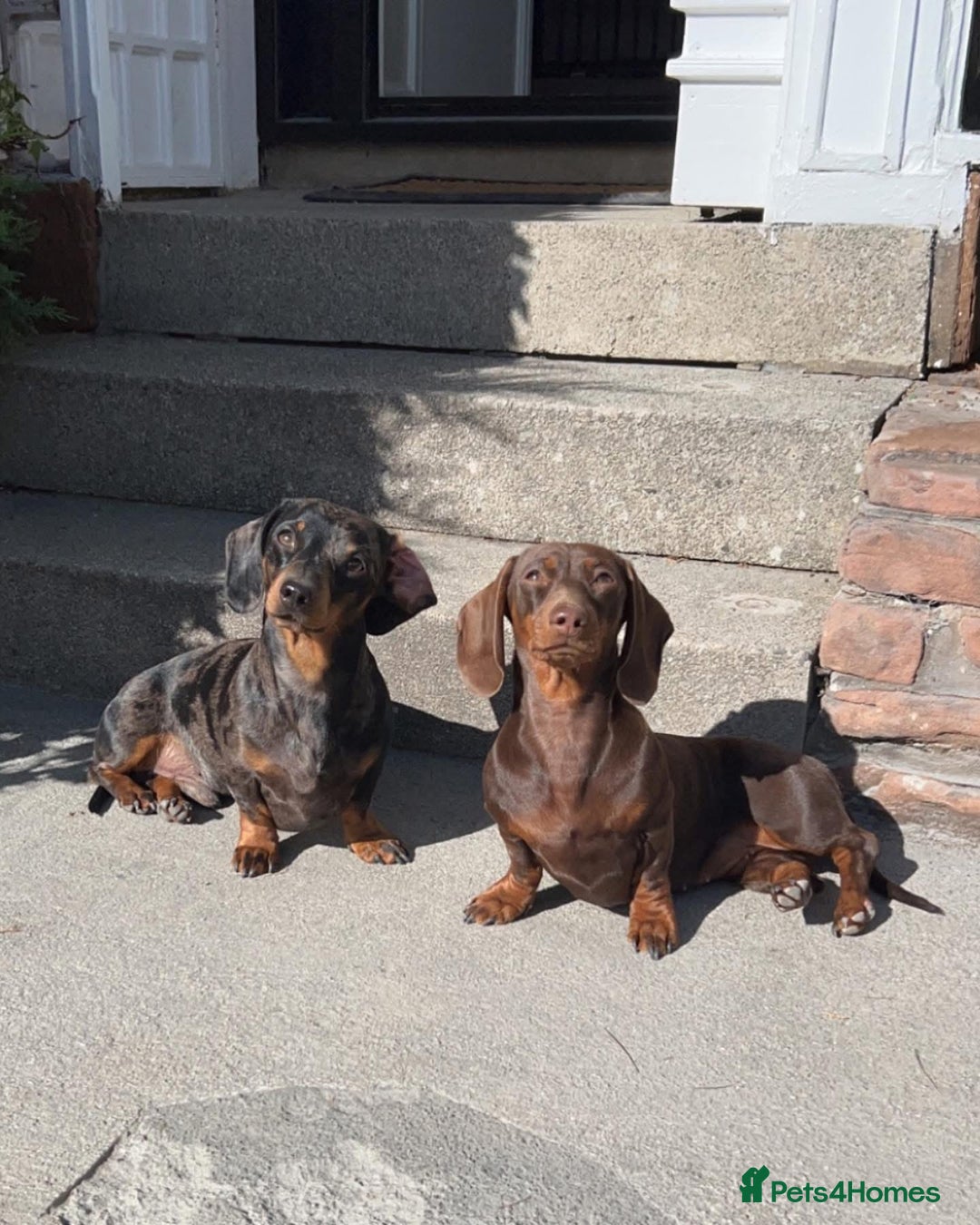 Miniature Dachshund dogs for sale: 🐾 Miniature Dachshund Puppies Available🐾 - Image 4