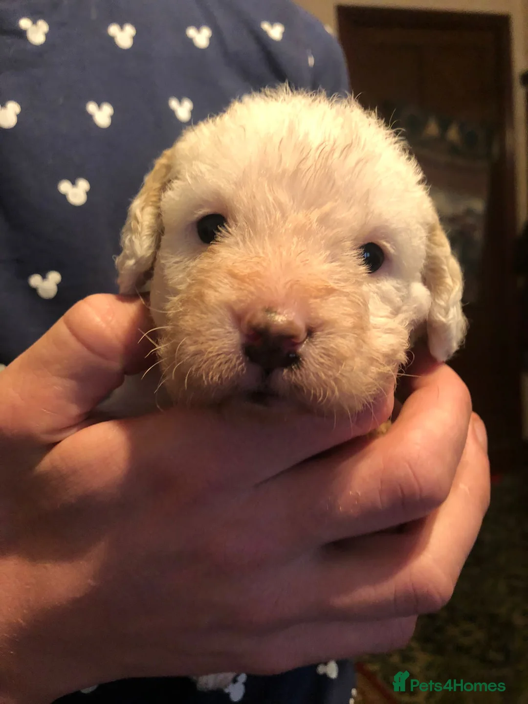 Miniature Poodle dogs for stud: Miniture Poodle for stud - SHORT NOTICE AVAILABLE in Coalville - Advert 21