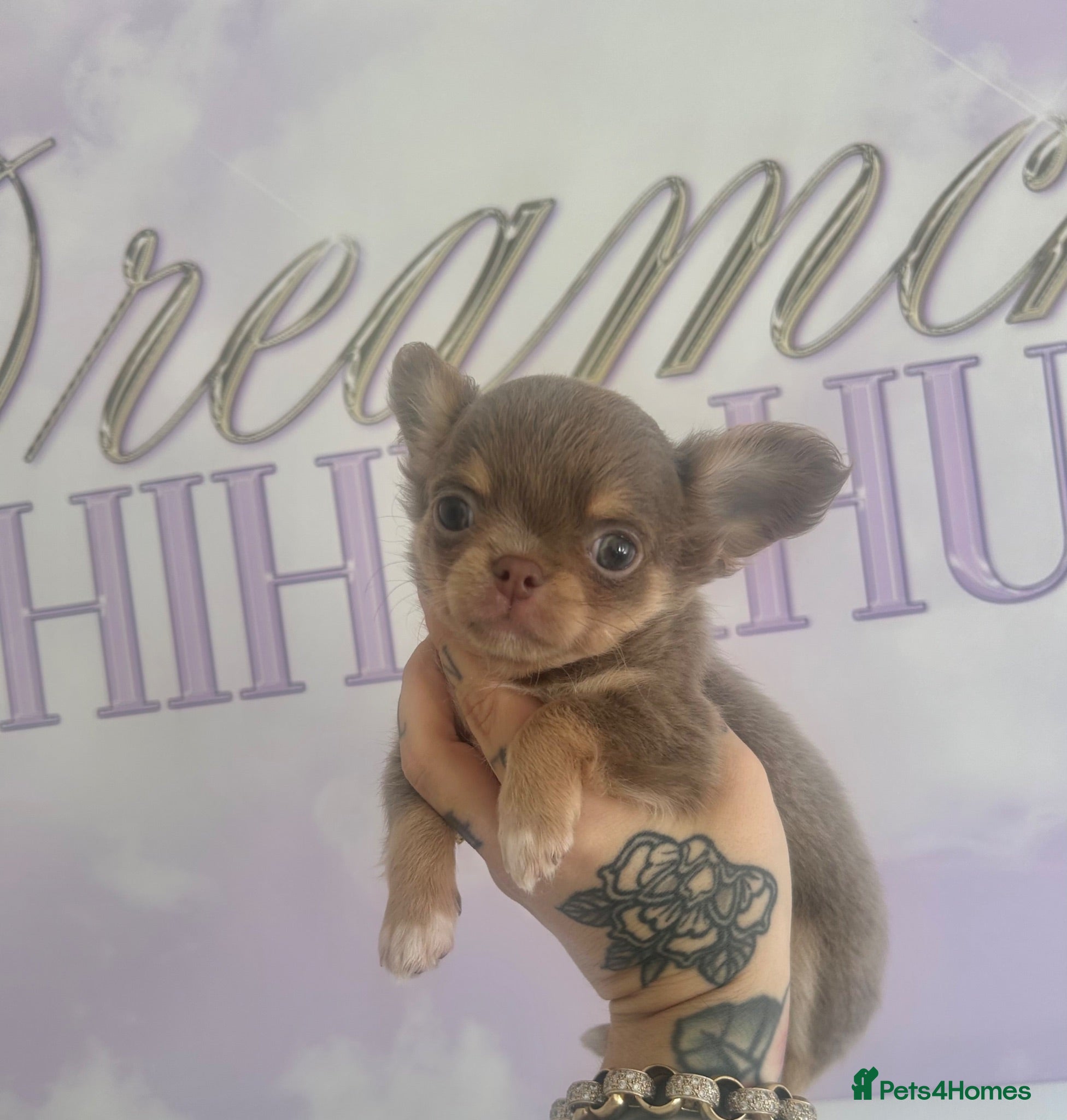 Chihuahua dogs Beautiful KC Lilac tri Chihuahua BOYS  - Advert 1