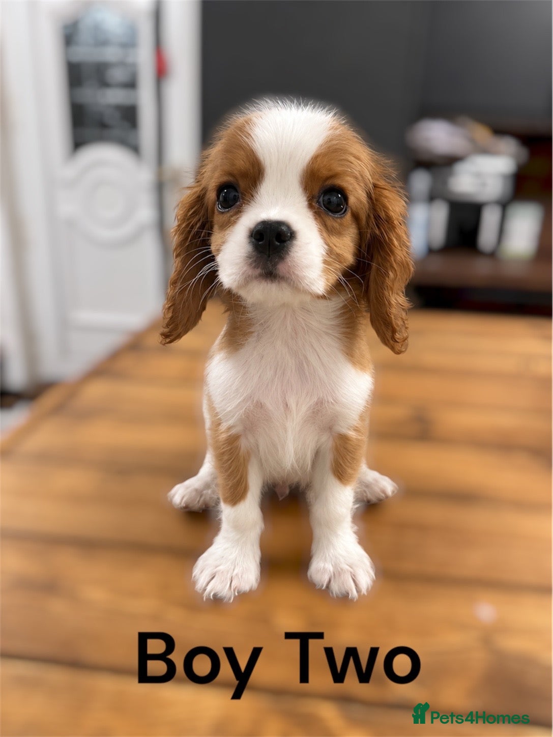 Cavalier King Charles Spaniel dogs ** DNA 🧬 PRA CLEAR CAVALIER KING CHARLES PUPPIES  - Advert 12