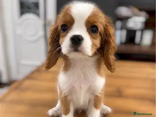 Cavalier King Charles Spaniel dogs ** DNA 🧬 PRA CLEAR CAVALIER KING CHARLES PUPPIES - Advert 12