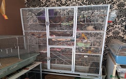 Rat rodents for sale: Rats for sale - Image 1