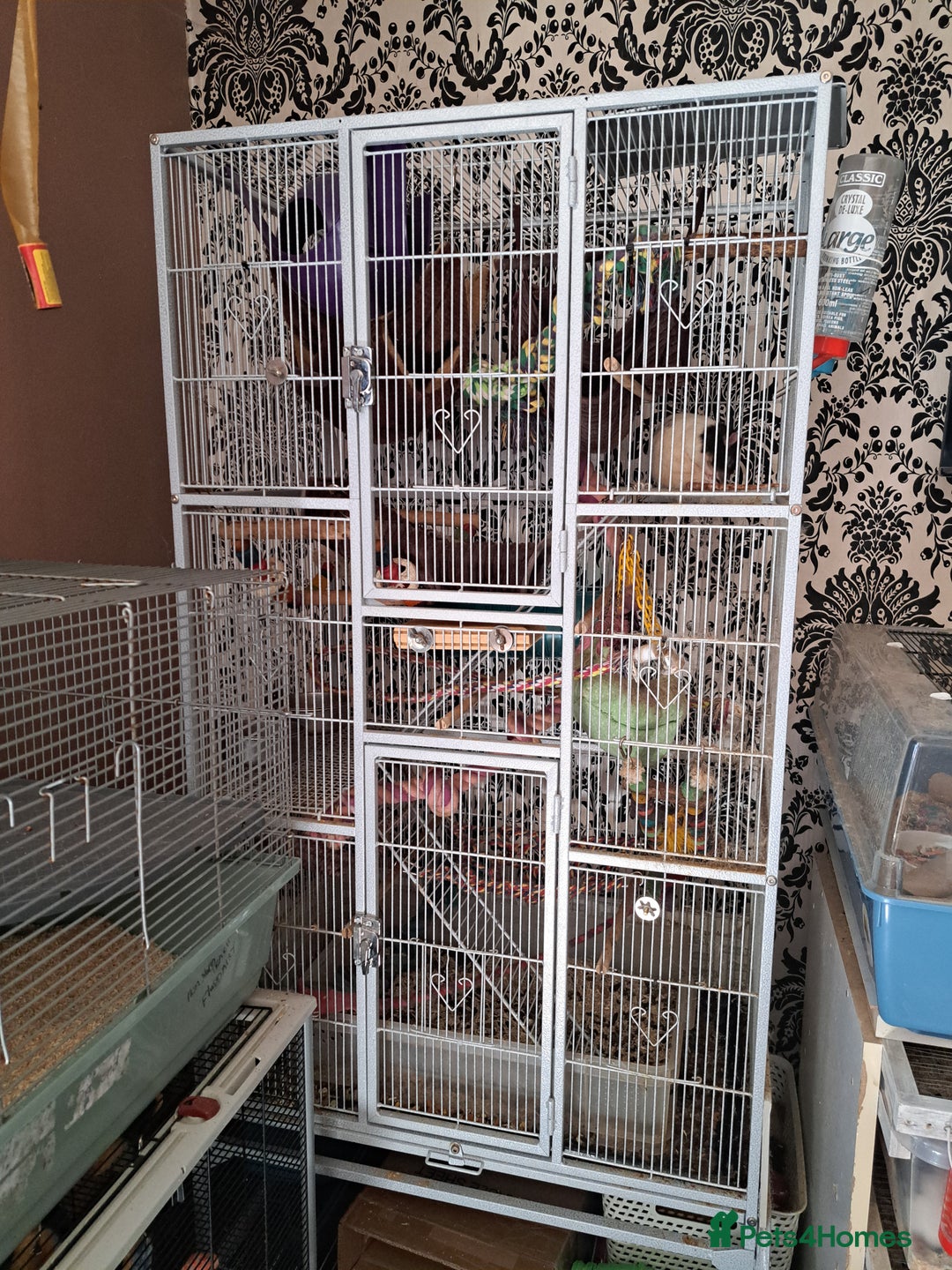 Rat rodents for sale: Rats for sale - Image 1