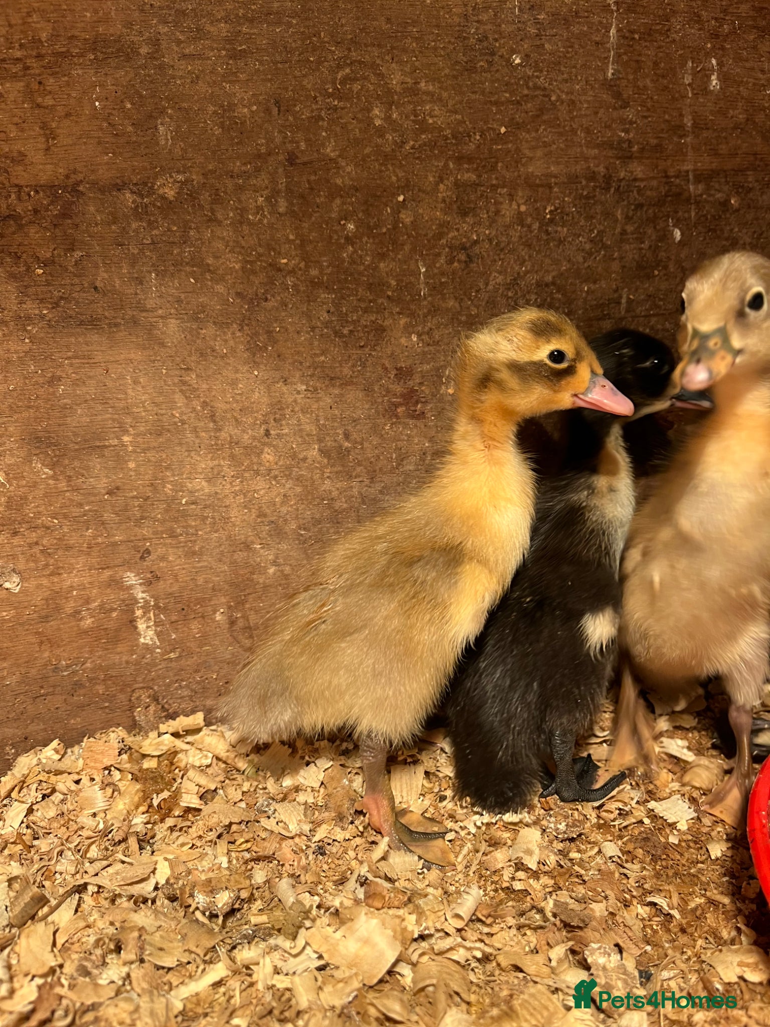 Ducks poultry Runner duck chicks - Advert 1
