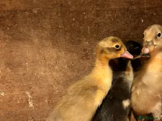 Ducks poultry Runner duck chicks - Advert 1