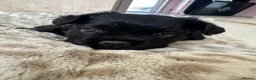 French Bulldog dogs for sale: Fluffy Frenchies - Advert 4