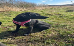 Labrador Retriever dogs for sale: Black female labrador - Image 1