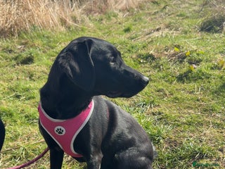 Labrador Retriever dogs - Advert 6