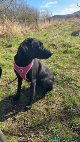 Labrador Retriever dogs - Advert 3