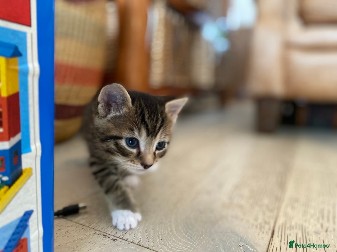 Mixed Breed cats for sale: Four beautiful little kittens - Image 20