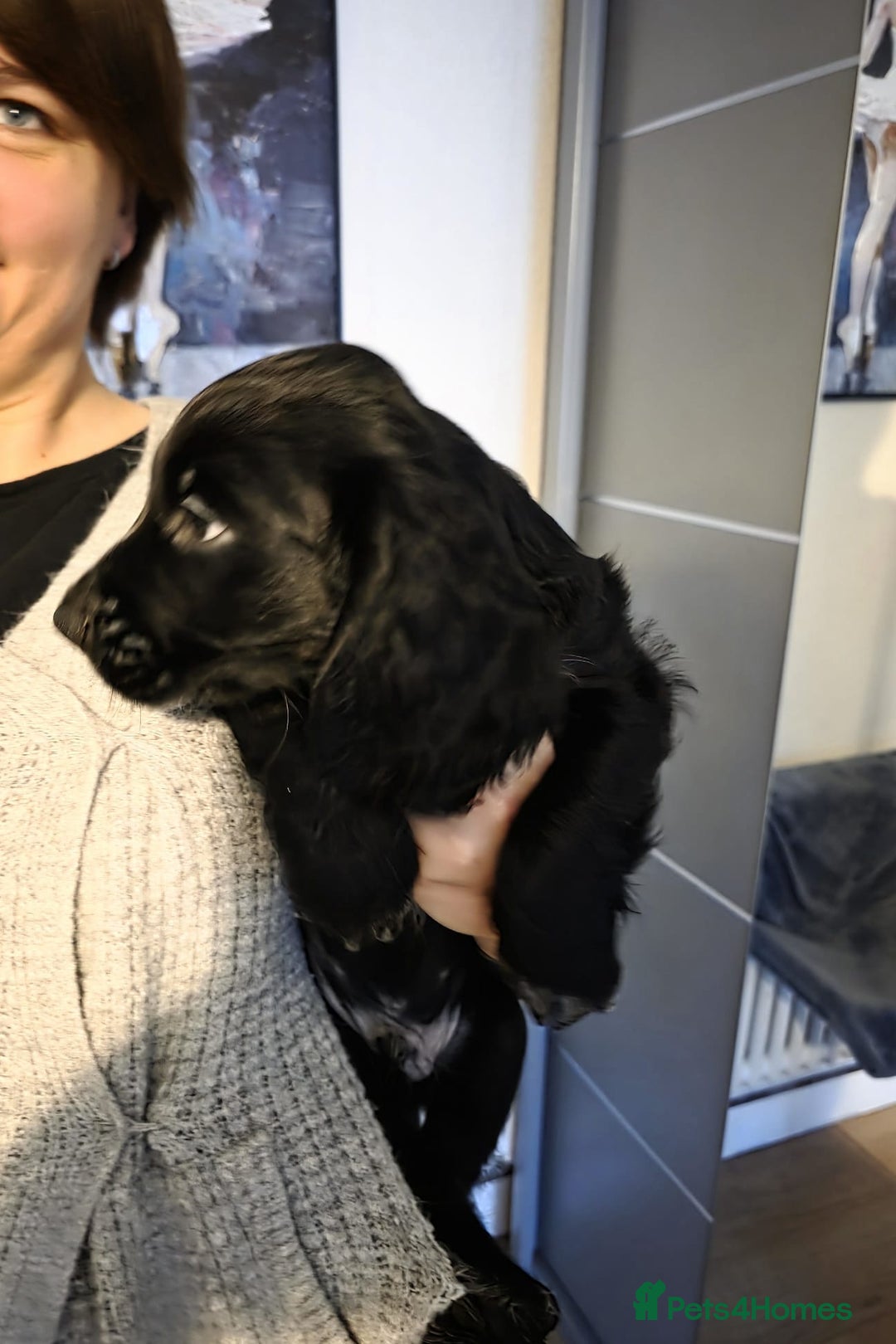 English Springer Spaniel dogs for sale: Spaniel puppies 1 Girl & 3 Boys  - Advert 6