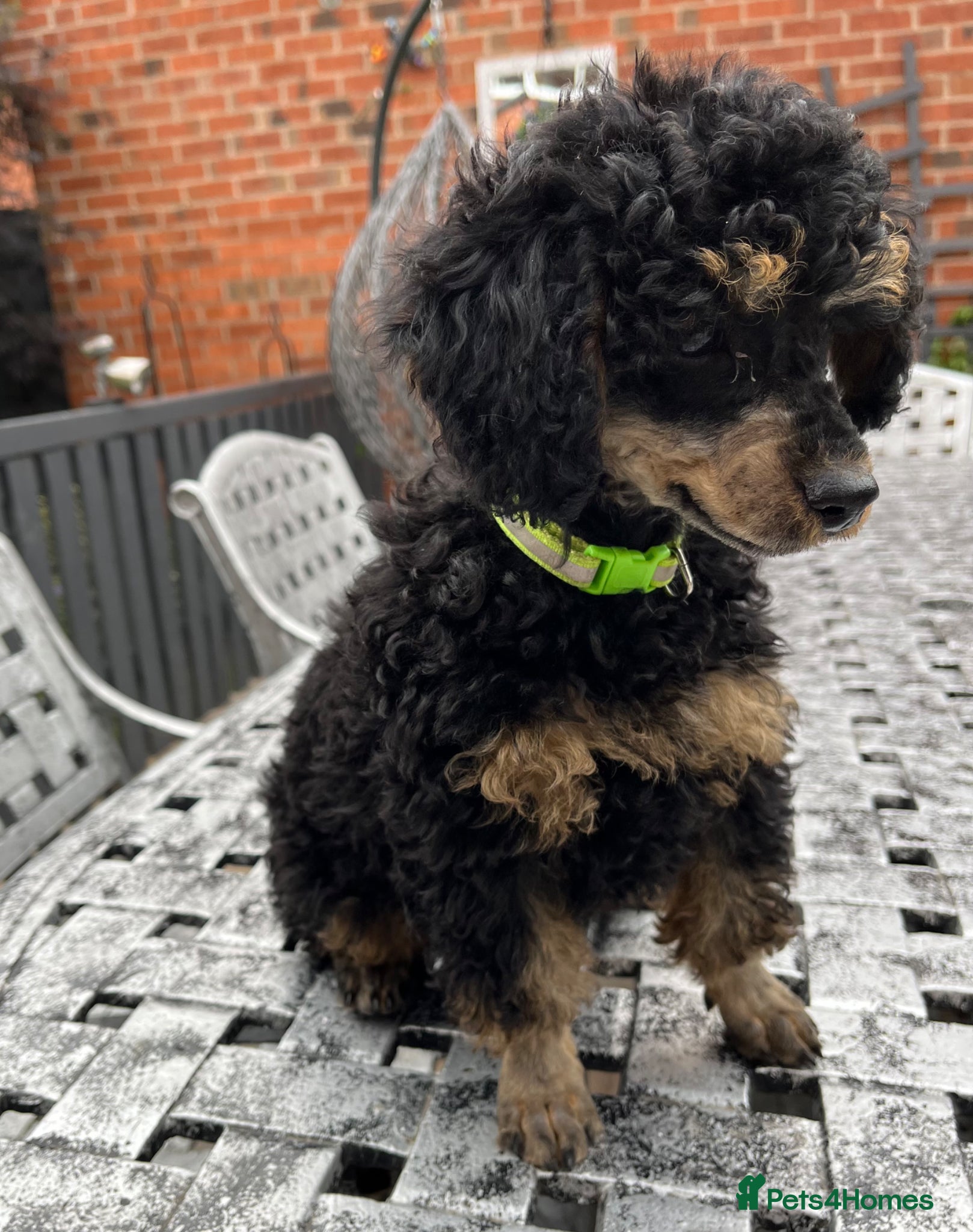 Toy Poodle dogs Toy Poodle puppies KC reg heath and DNA clear - Advert 17