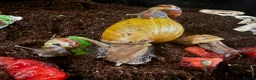 Snails invertebrates for sale: ×2 Baby Giant African Land Snails in Croydon - Advert 1