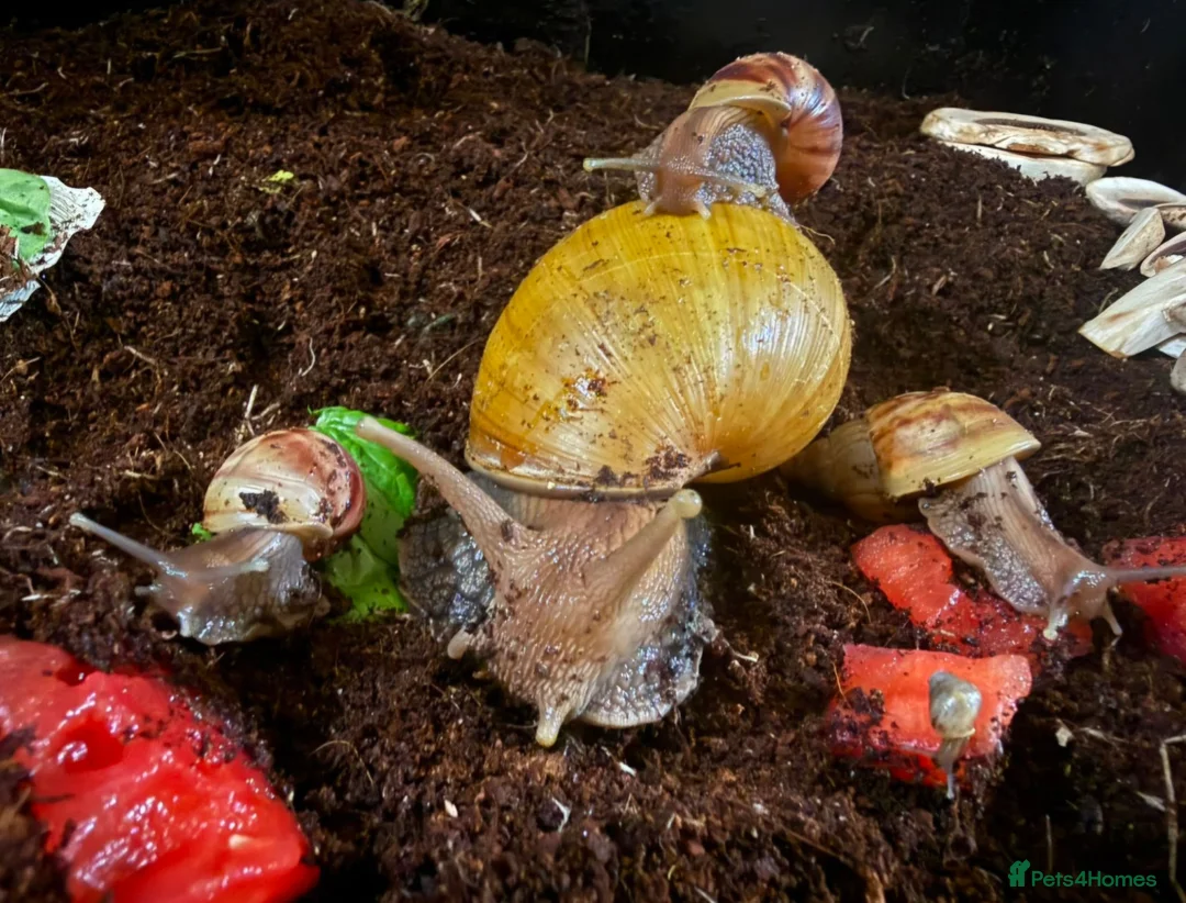Snails invertebrates for sale: ×2 Baby Giant African Land Snails in Croydon - Advert 1