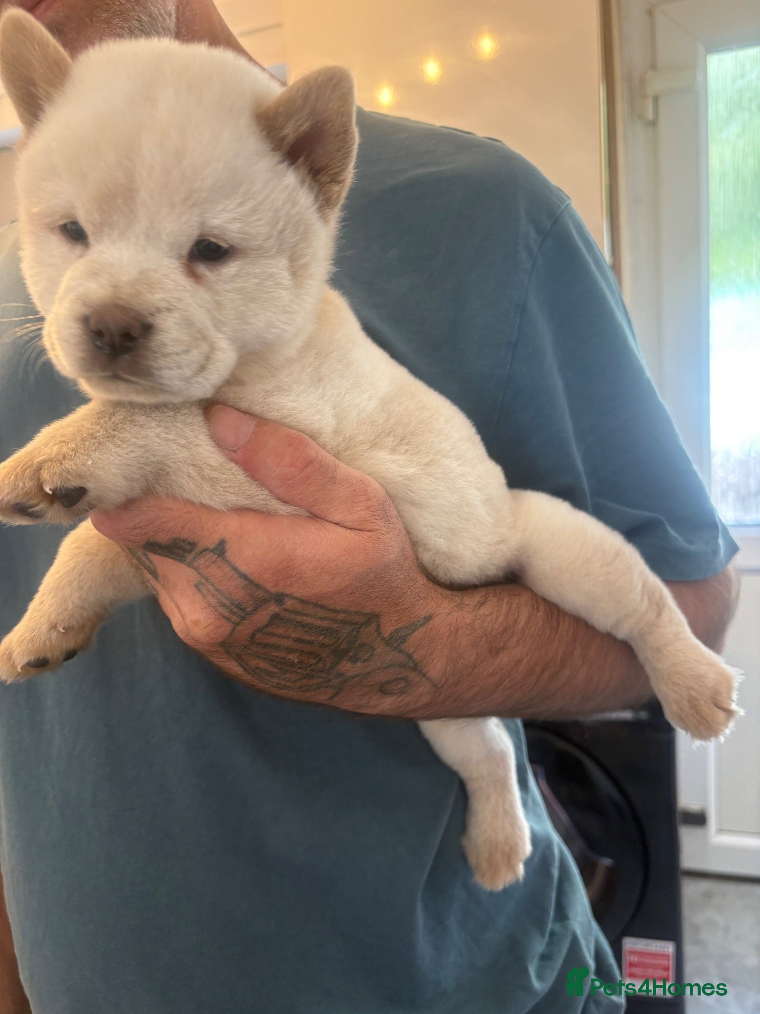 Chow Chow dogs Chow chow puppies 🩷🩷🩷💙🩷🩷🩷 - Advert 1