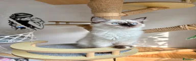 Ragdoll 4